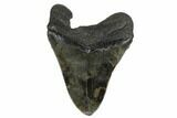 4.37" Fossil Megalodon Tooth - South Carolina - #170501-1